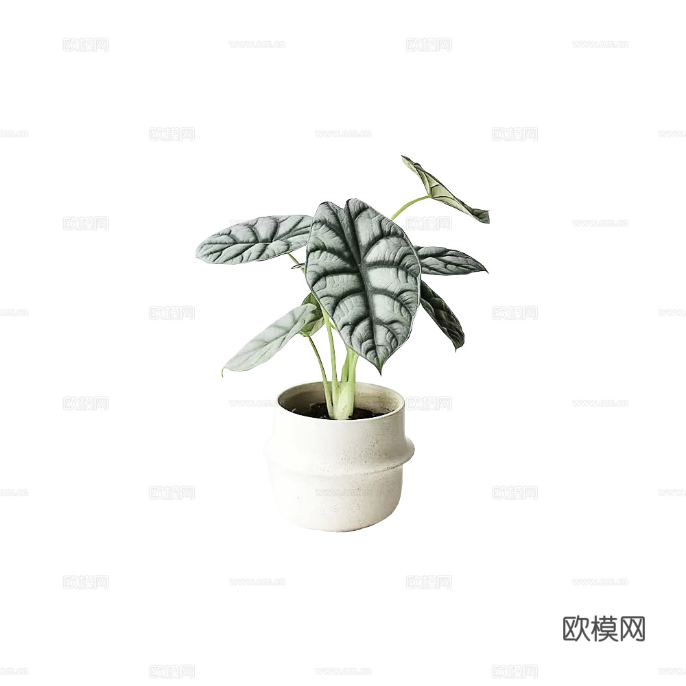 绿植 盆栽