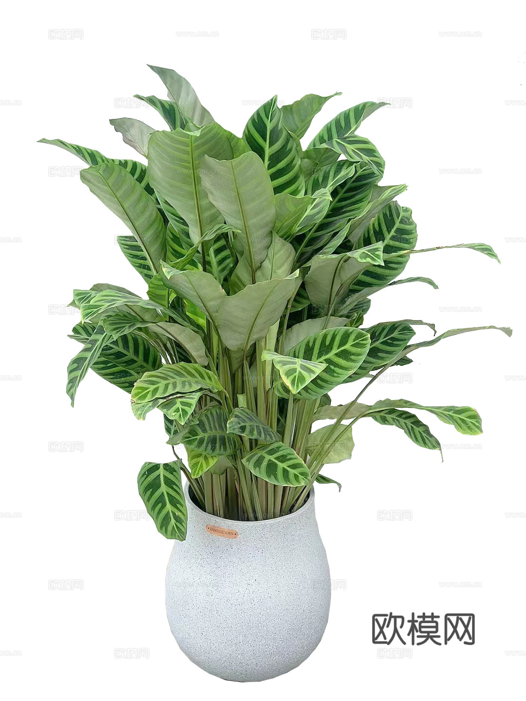 绿植 盆栽