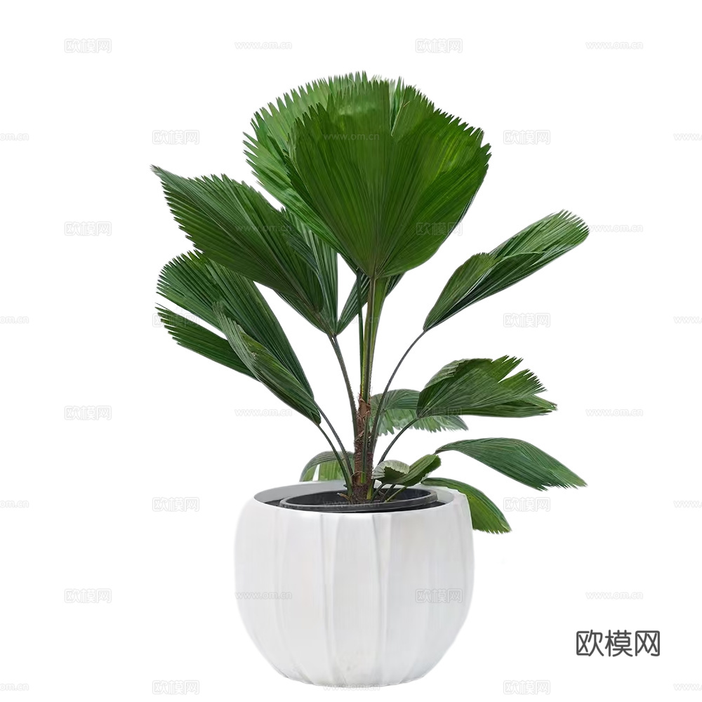 绿植 盆栽 圆叶刺轴
