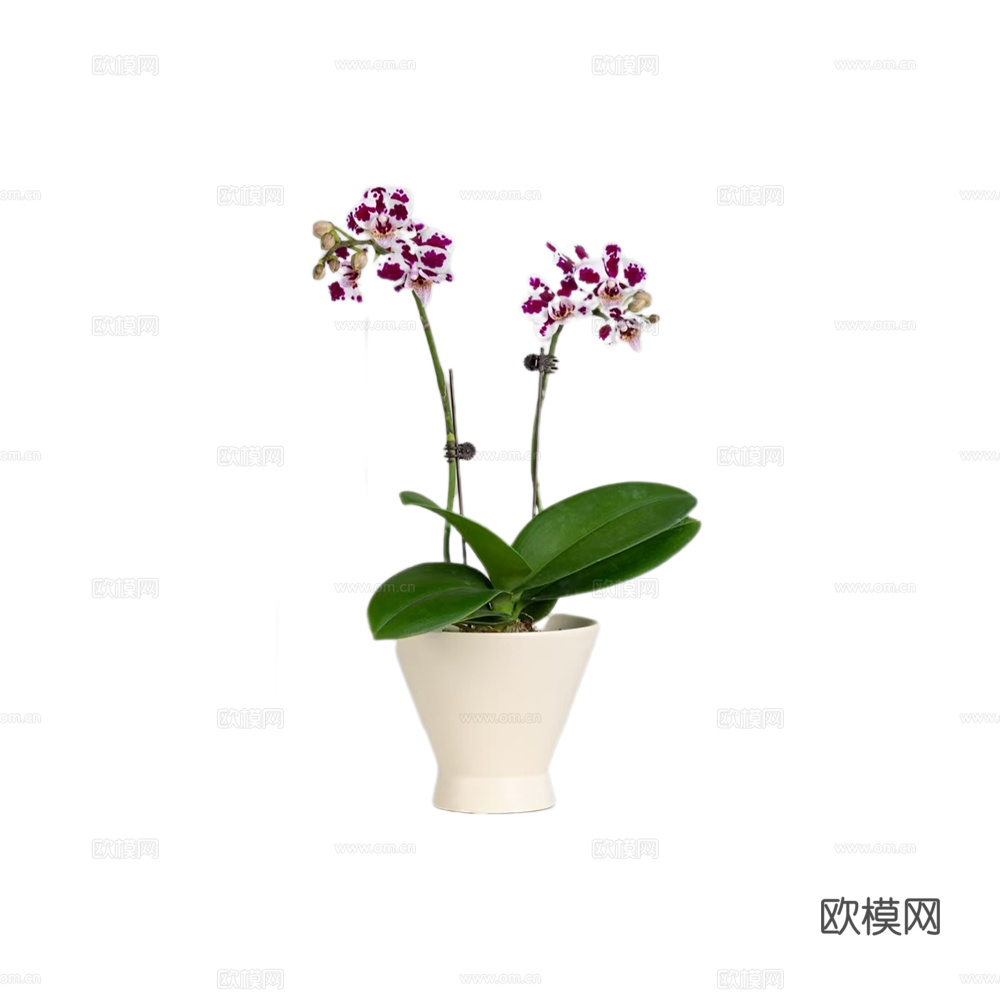 绿植 盆栽 蝴蝶兰