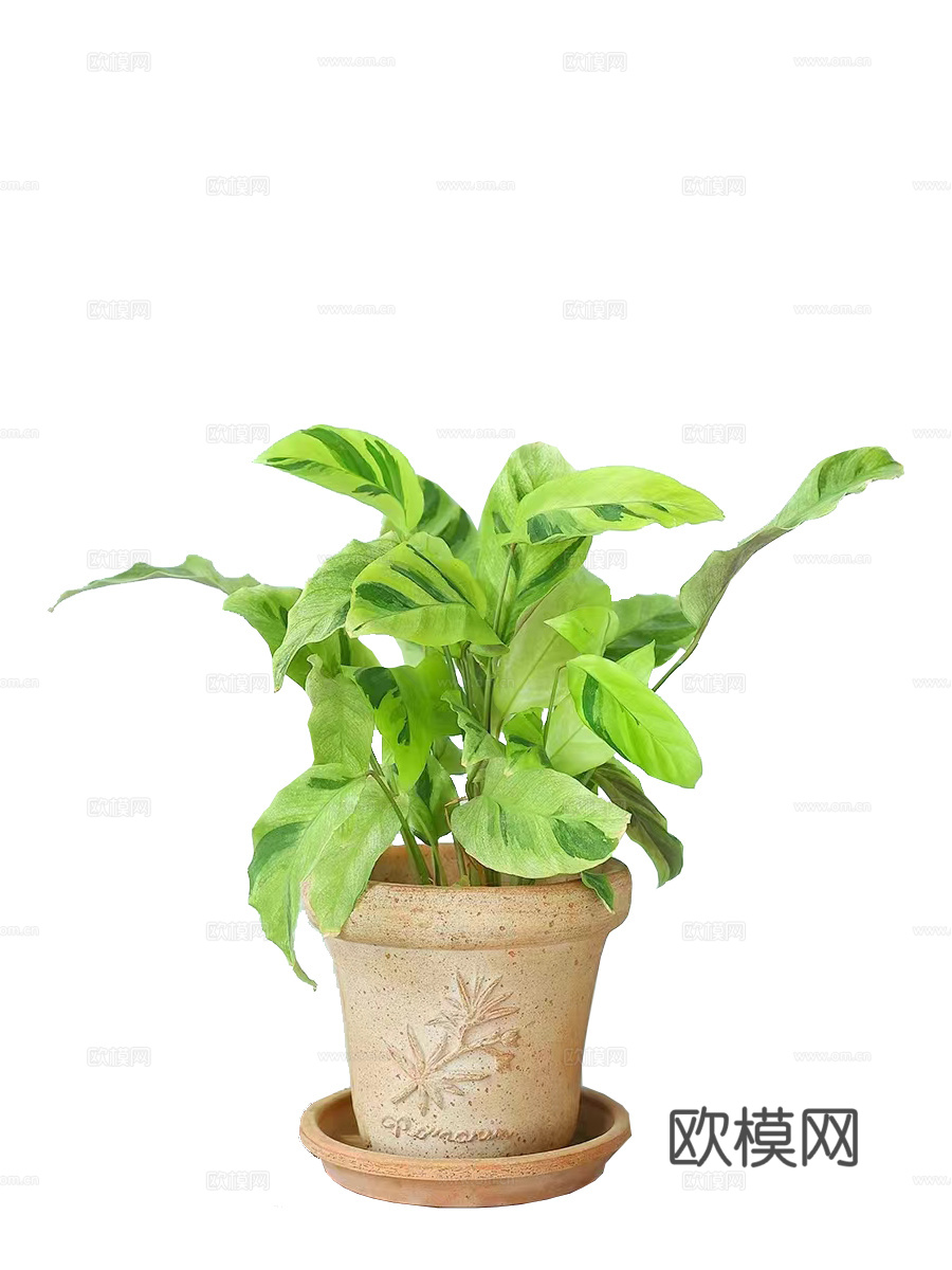 绿植 盆栽下载
