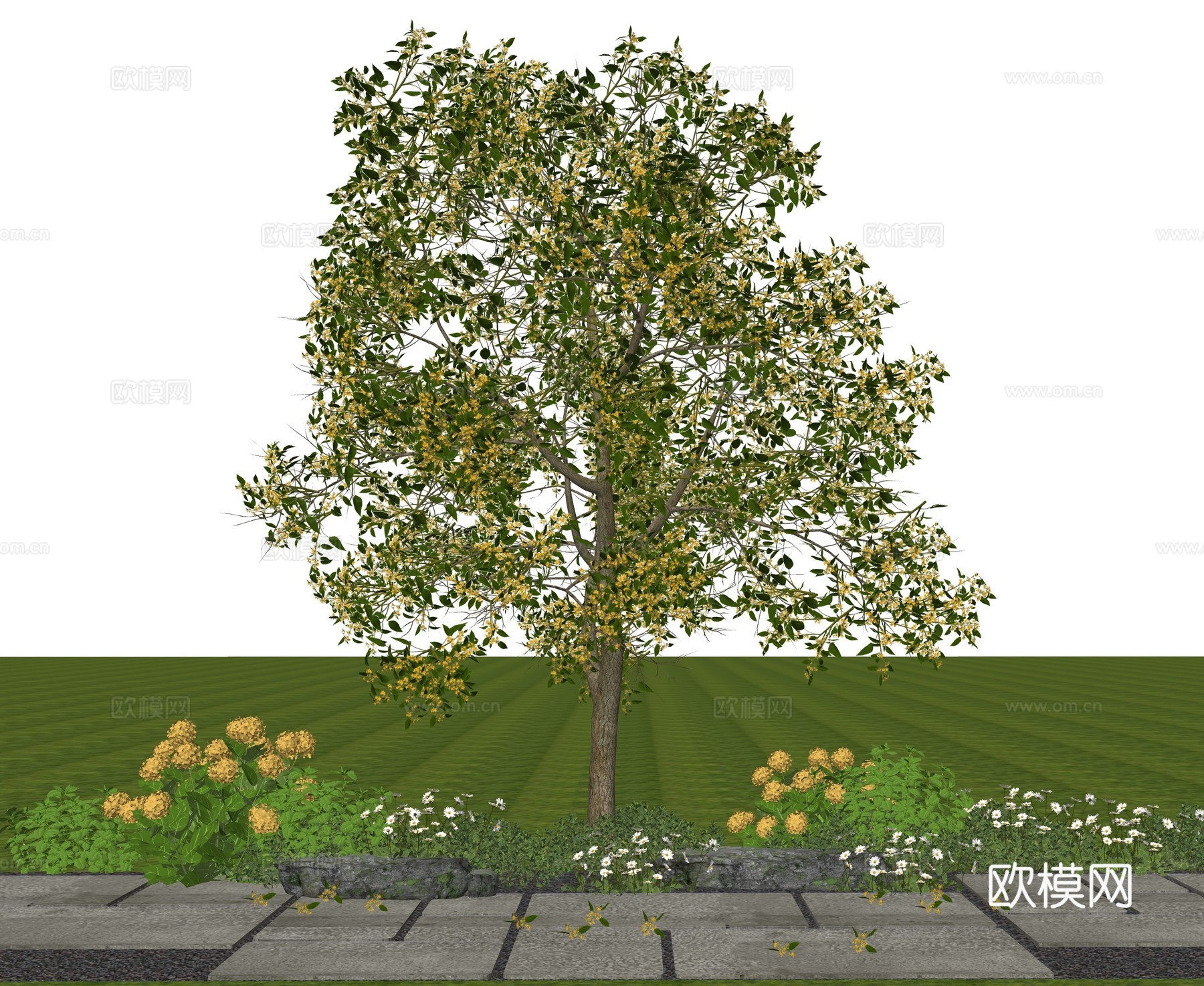 乔木 庭院花树乔木 桂花树 金桂桂花 景观花树 植物组合花卉su模型
