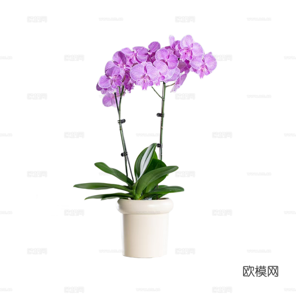 绿植 盆栽 蝴蝶兰