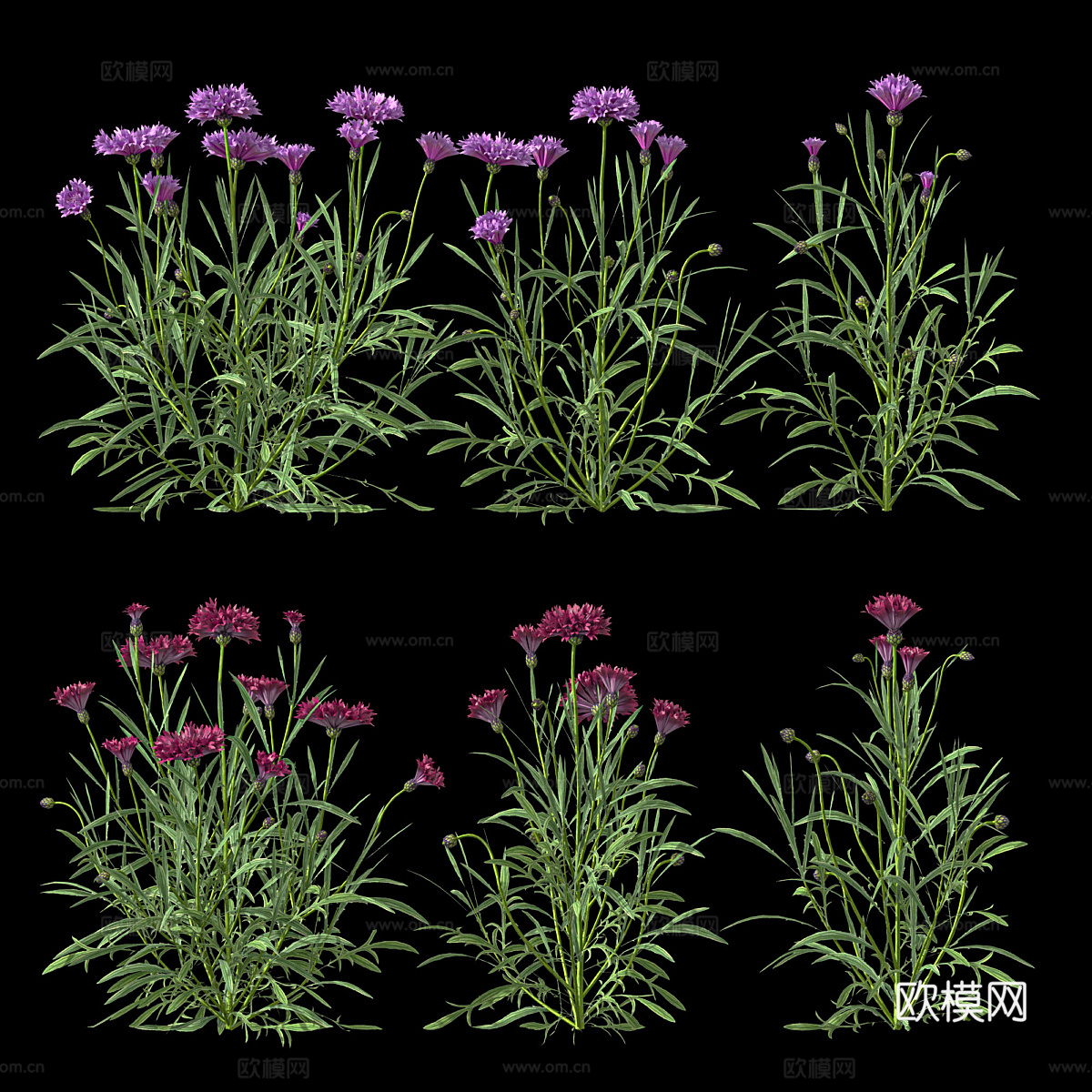 双矢车菊3d模型