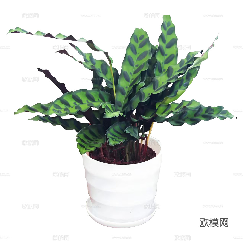 绿植 盆栽