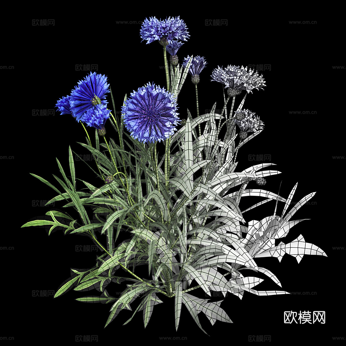 双矢车菊3d模型