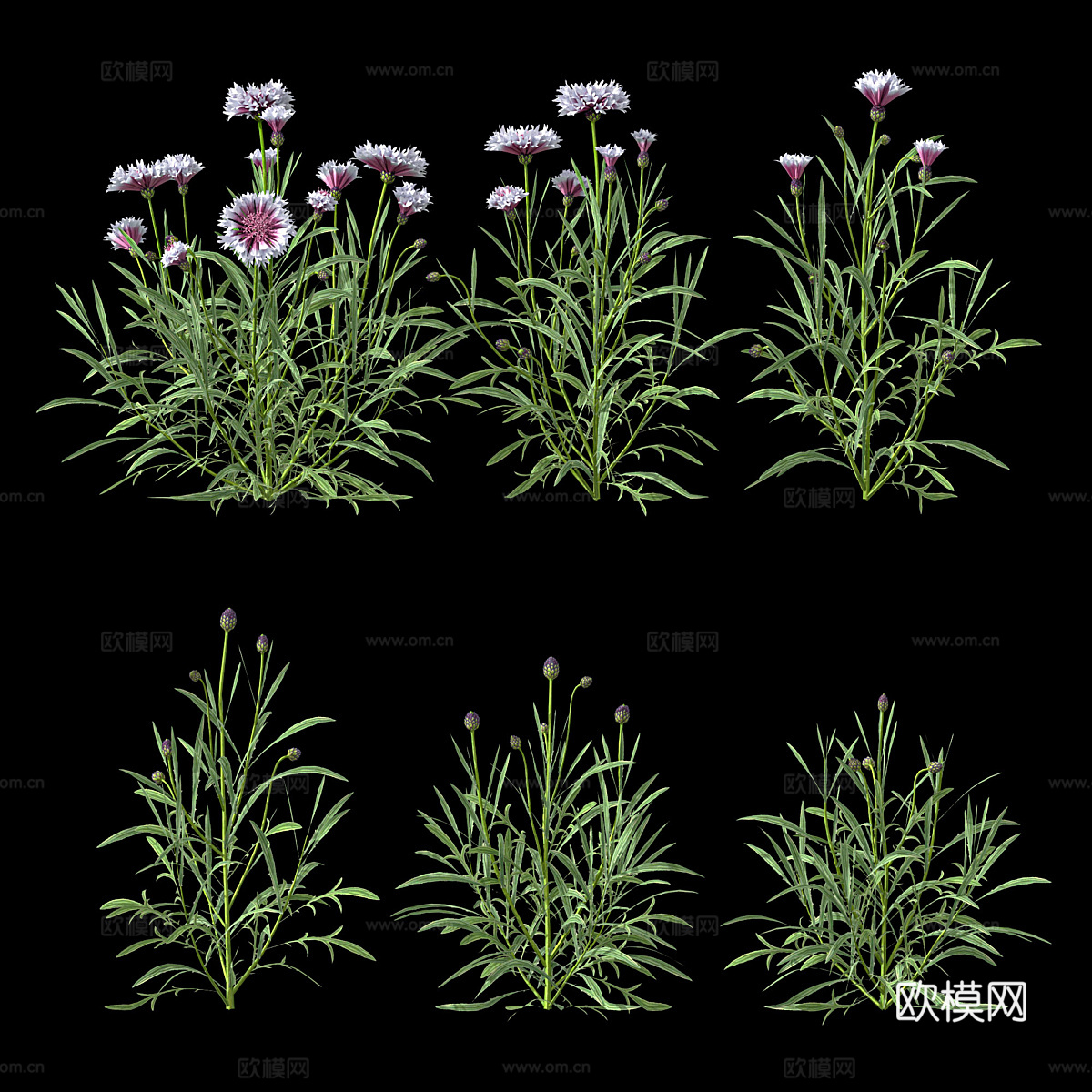 双矢车菊3d模型