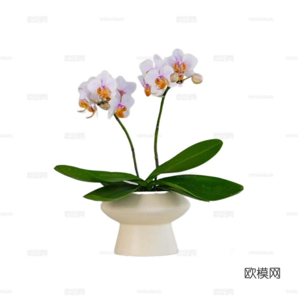 绿植 盆栽 蝴蝶兰