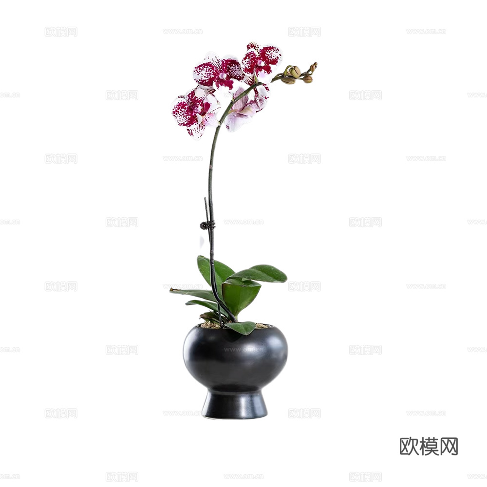 绿植 盆栽 蝴蝶兰
