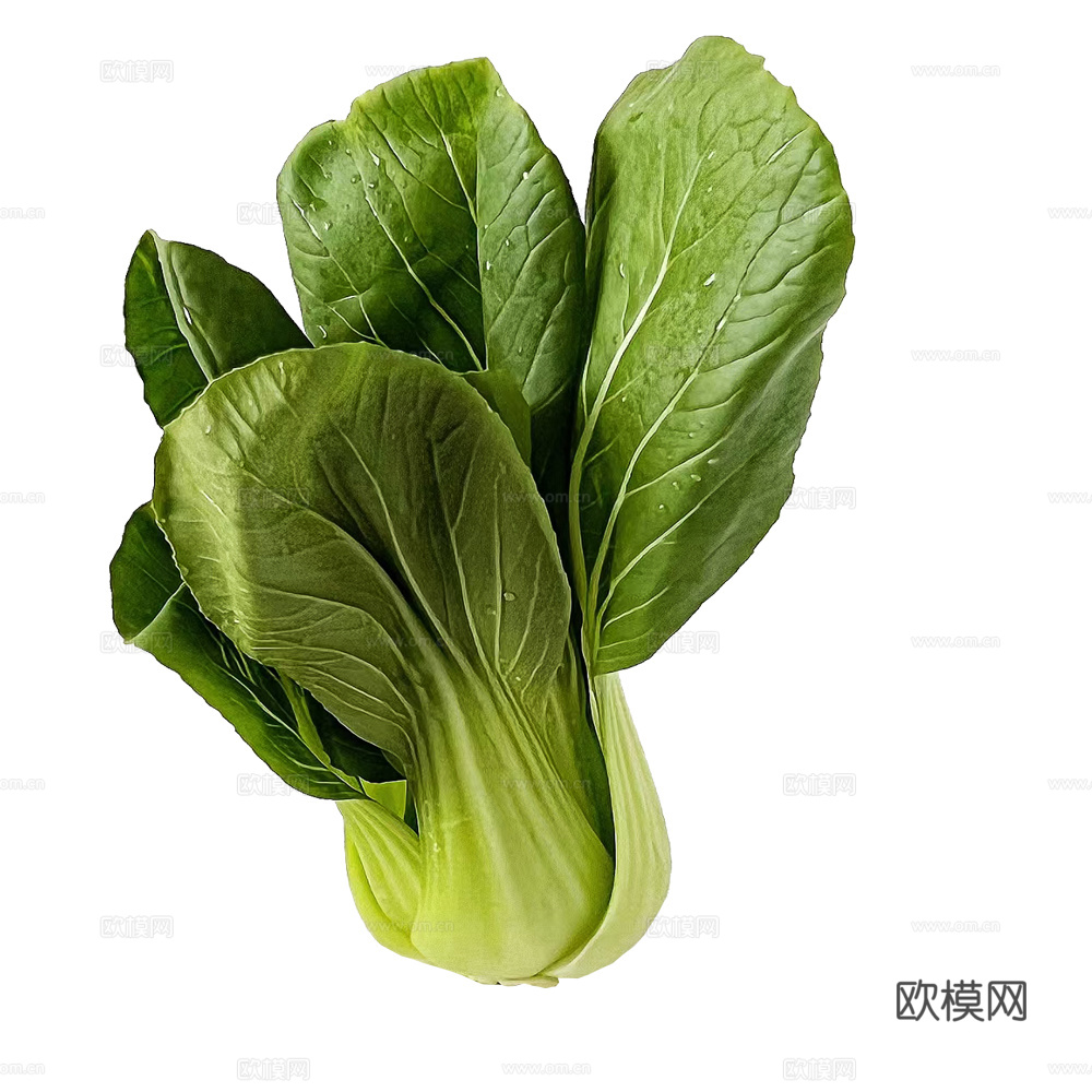 蔬菜 白菜