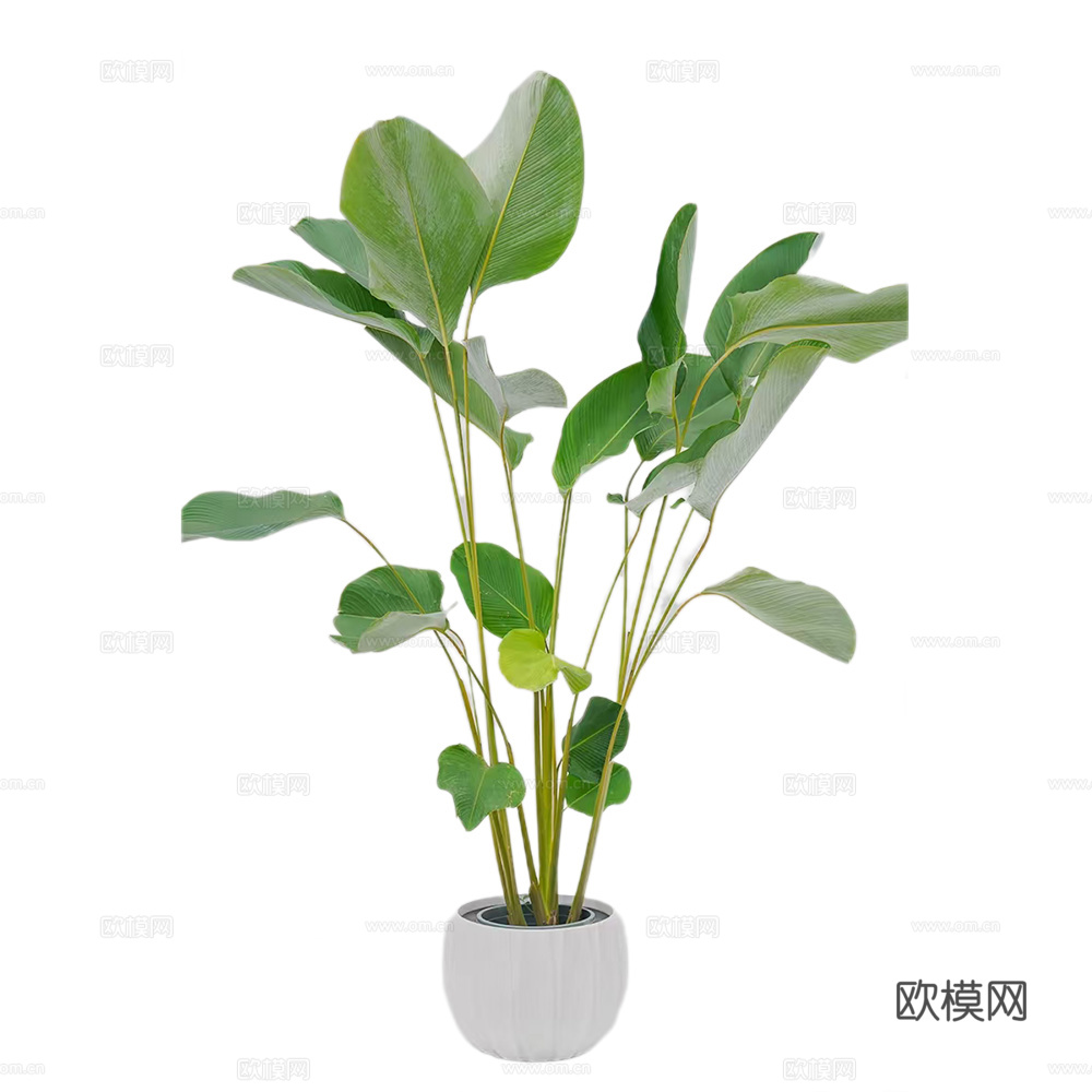 绿植 盆栽  竹芋下载