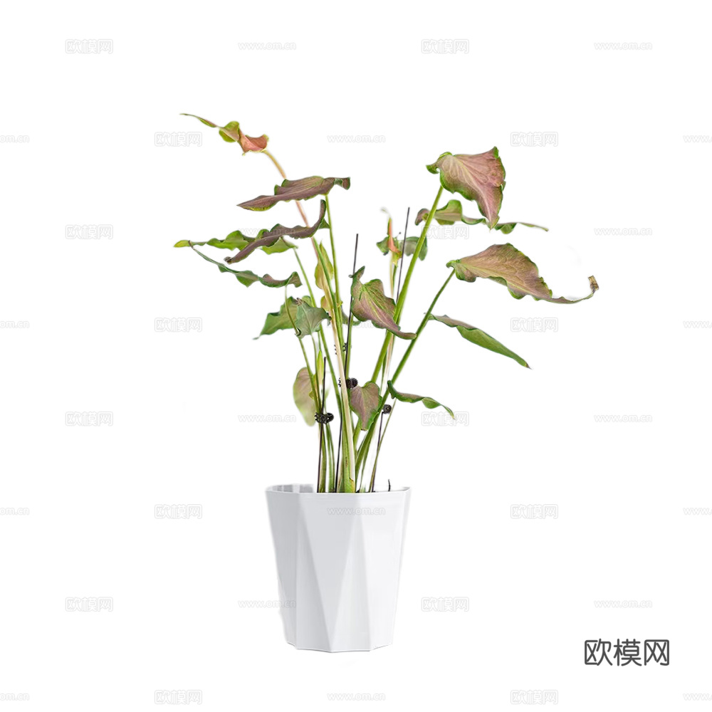 绿植 盆栽