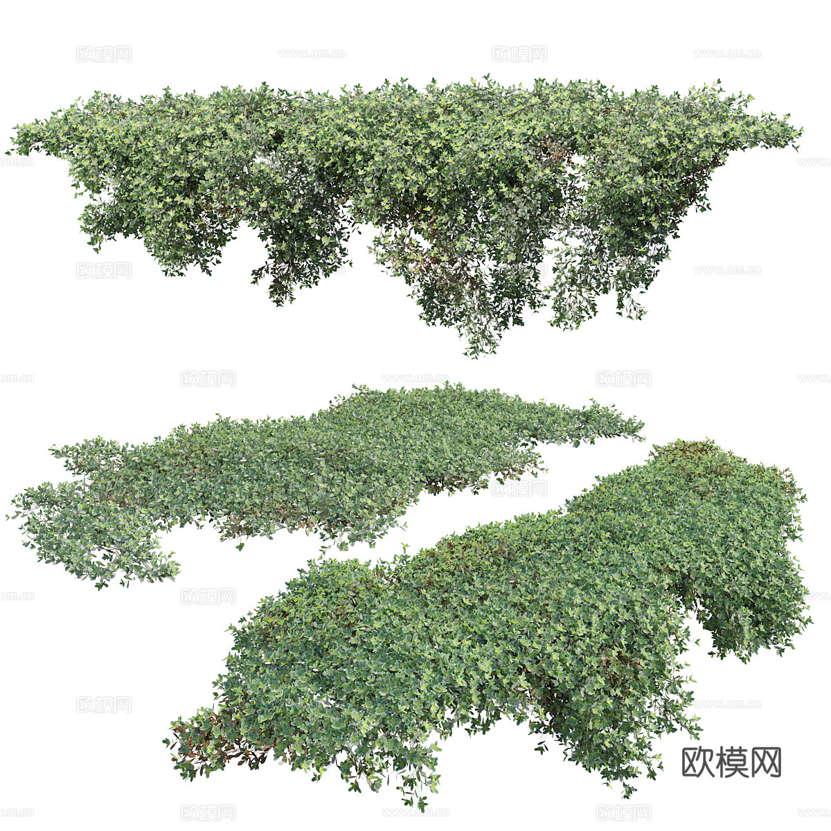 羊毛百里香爬行者3d模型