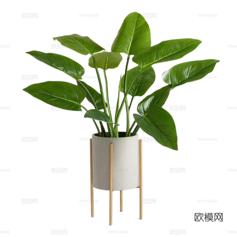 绿植 盆栽 海芋