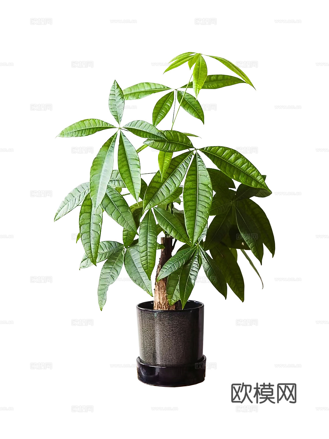 绿植 盆栽