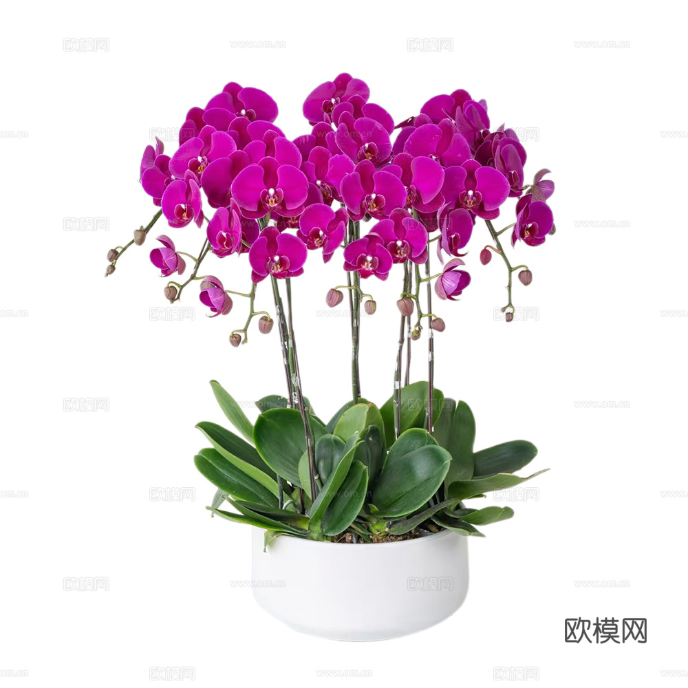 绿植 盆栽 蝴蝶兰