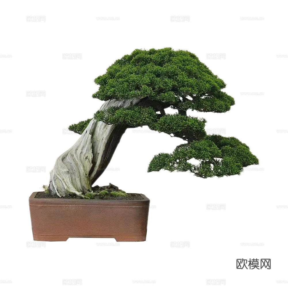 绿植 盆栽 松树