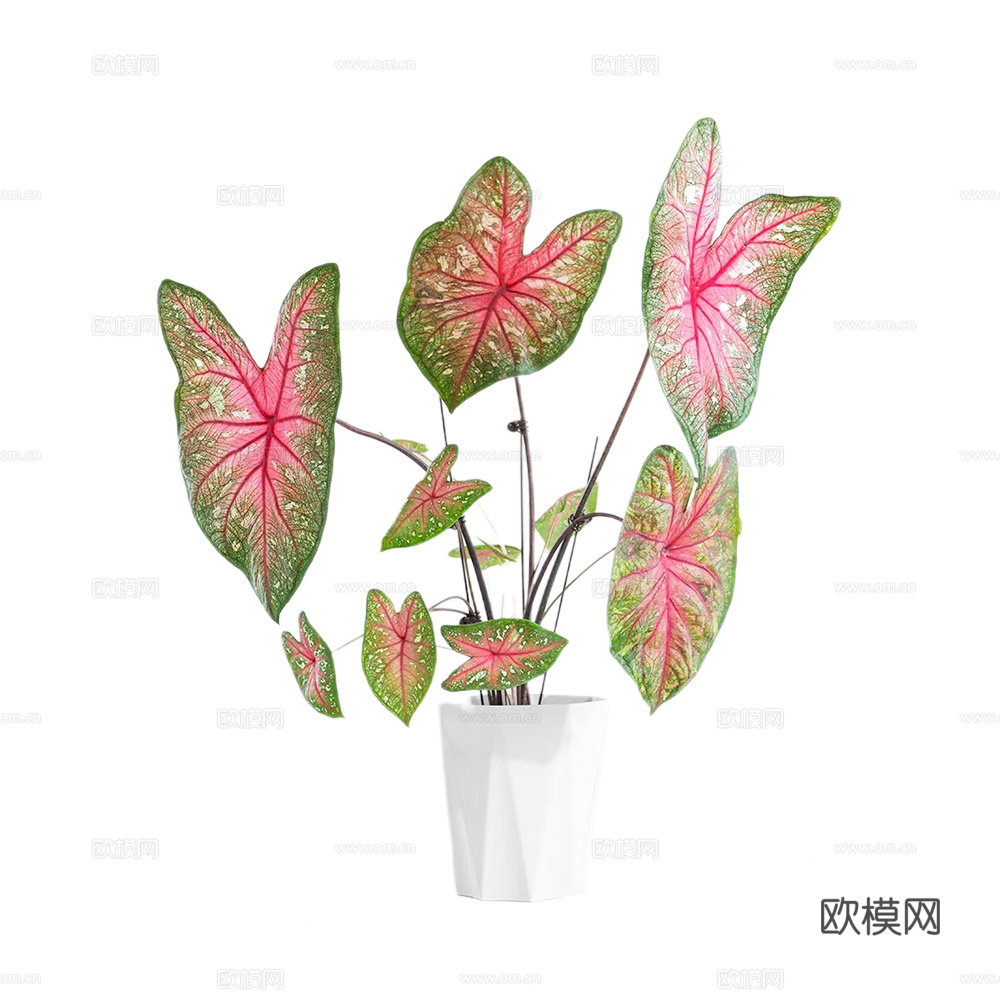 绿植 盆栽 彩芋