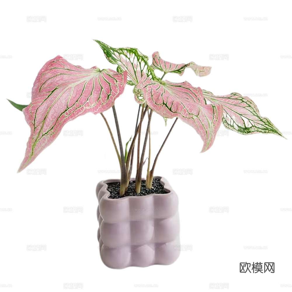 绿植 盆栽 彩芋