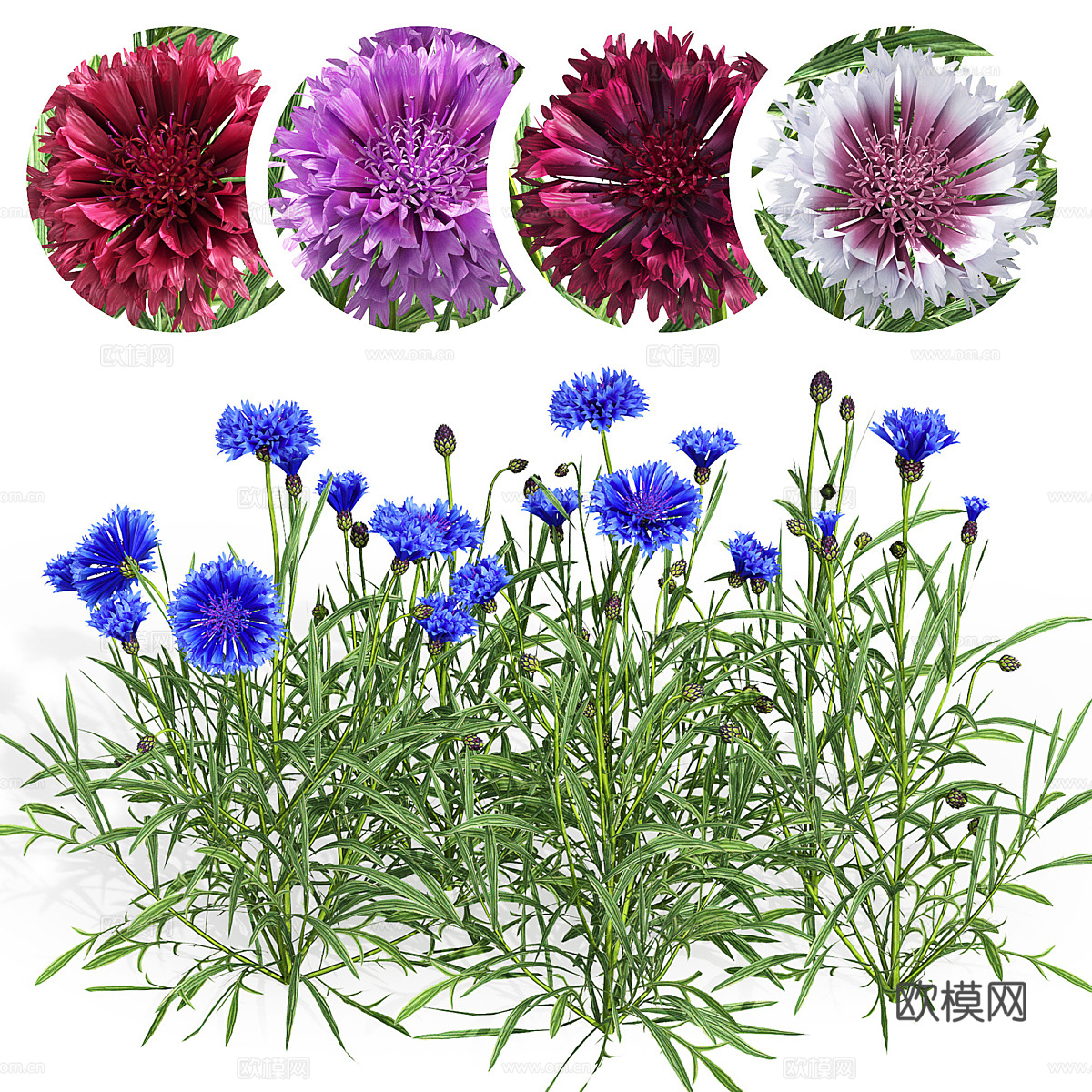 双矢车菊3d模型