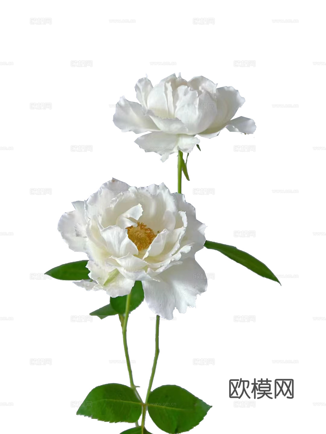 绿植 鲜花