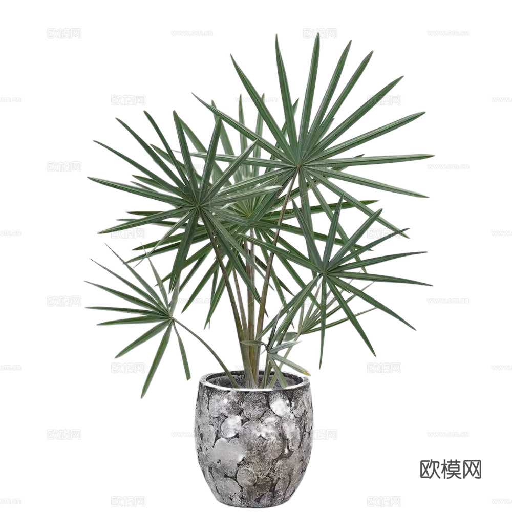 绿植 盆栽