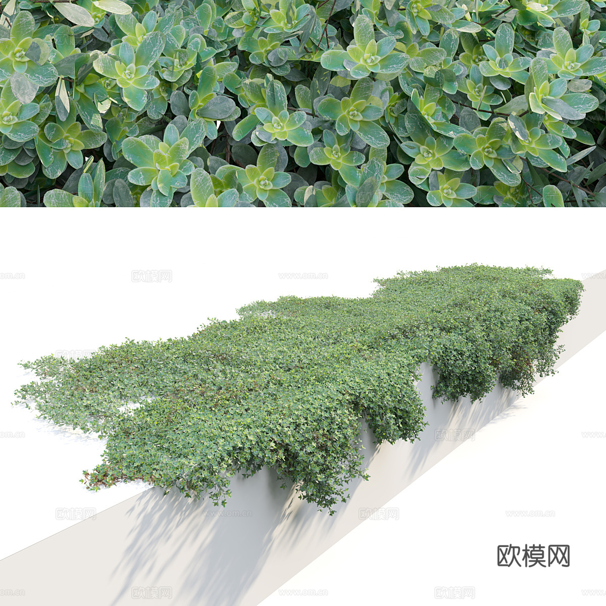 羊毛百里香爬行者3d模型