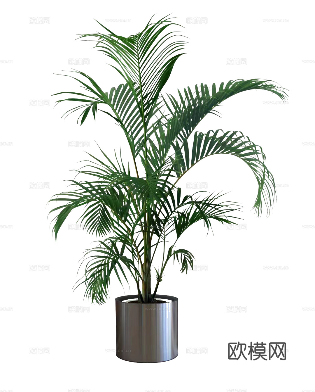 绿植 盆栽