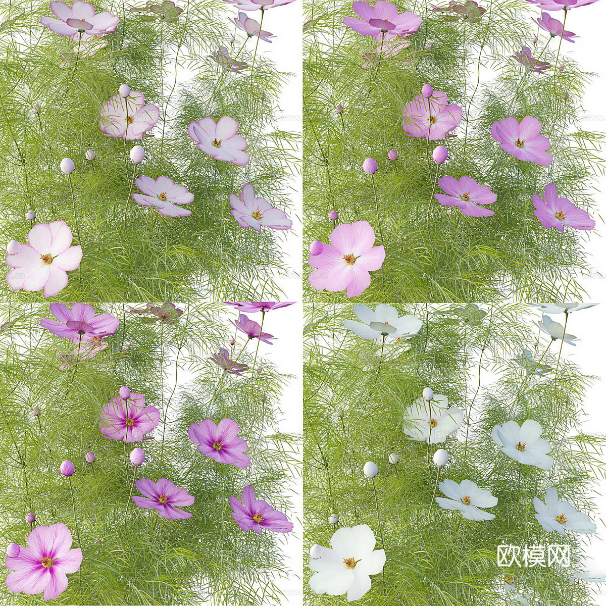波斯菊 格桑花3d模型