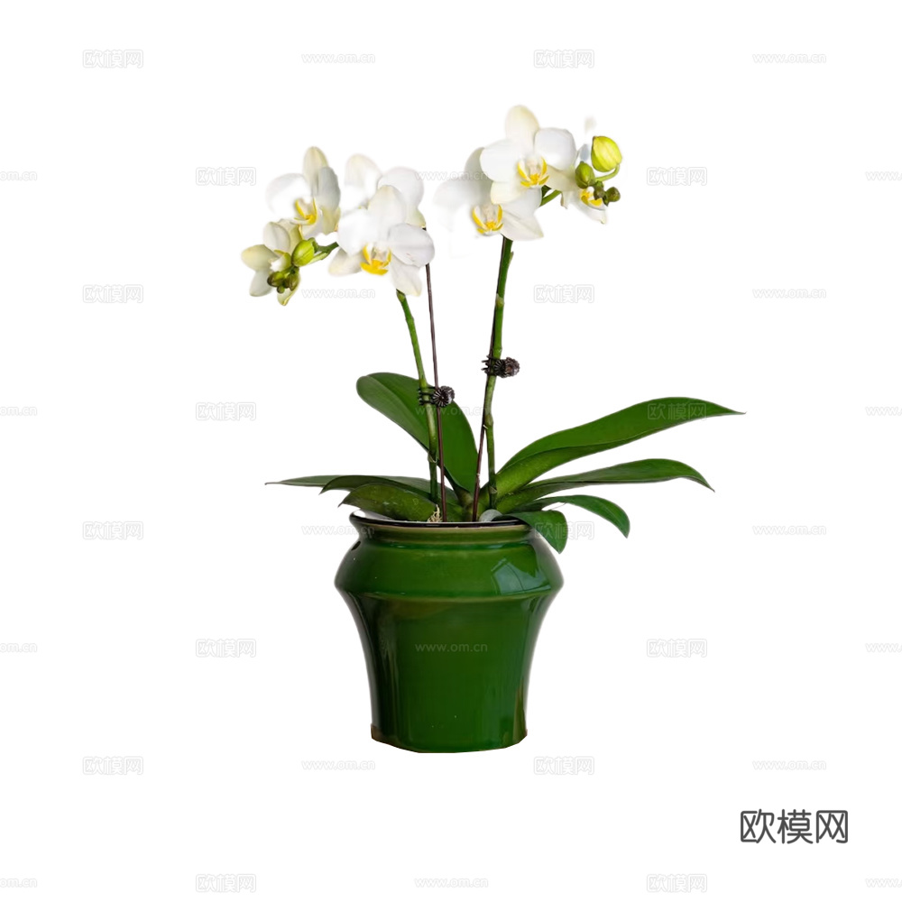 绿植 盆栽 蝴蝶兰