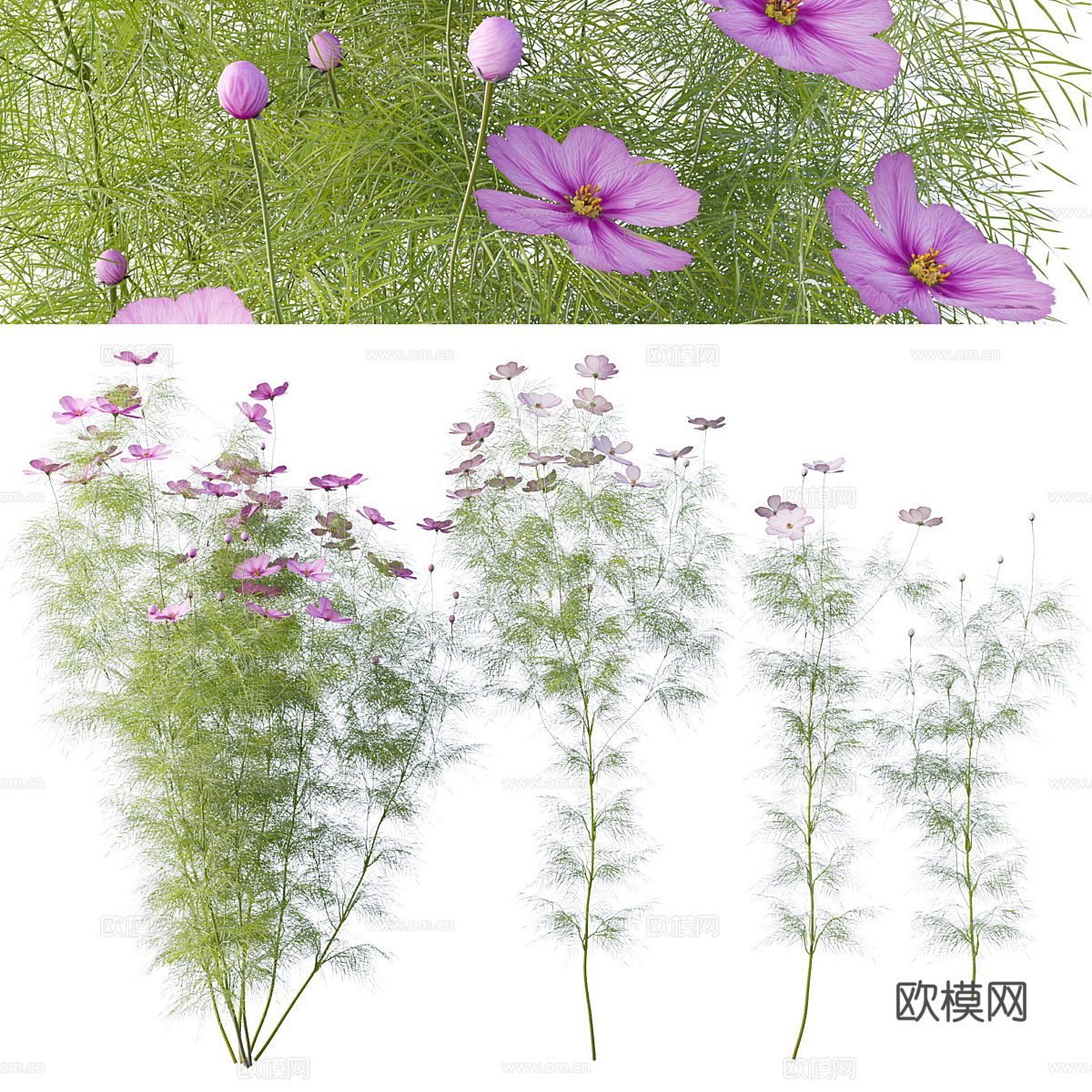 波斯菊 格桑花3d模型