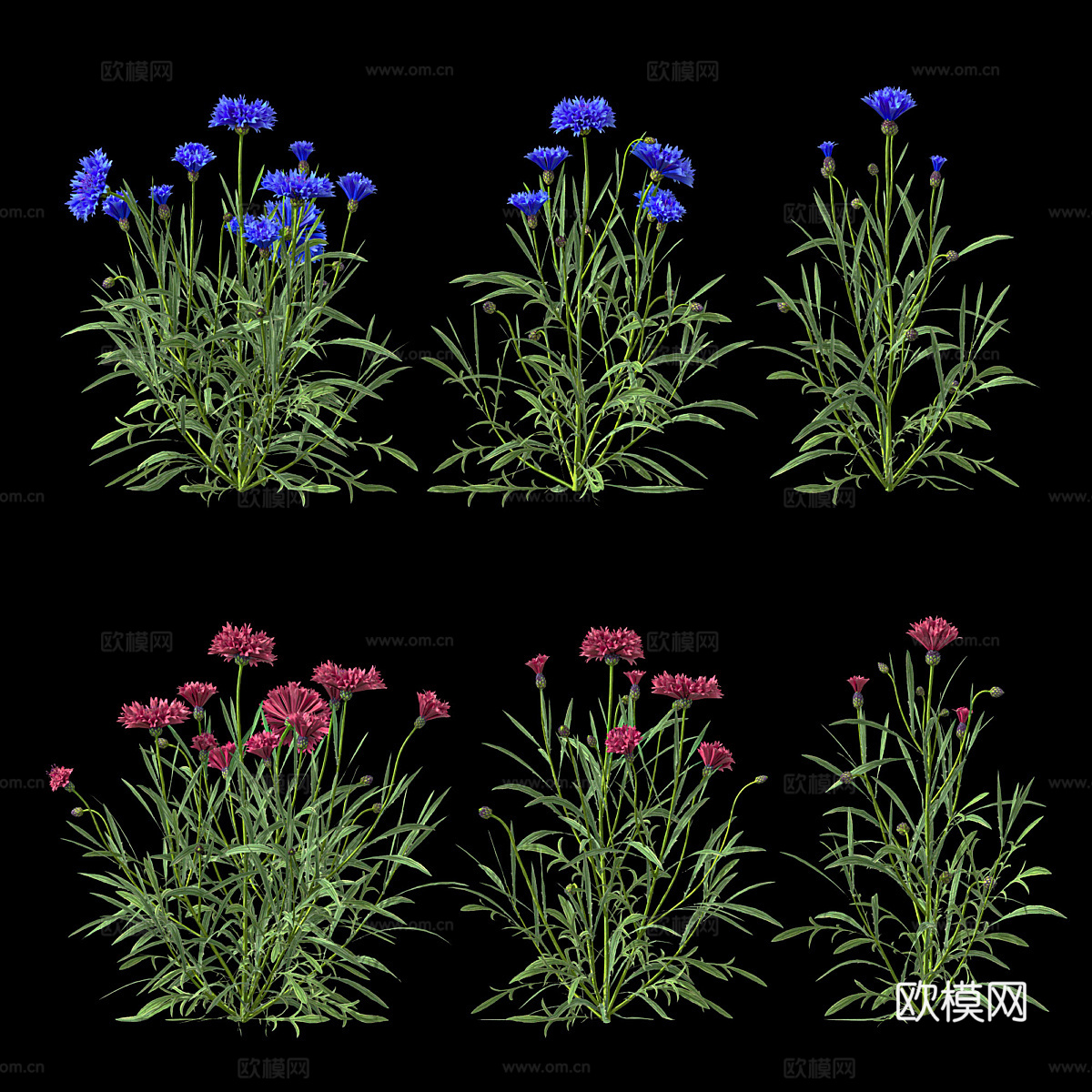 双矢车菊3d模型