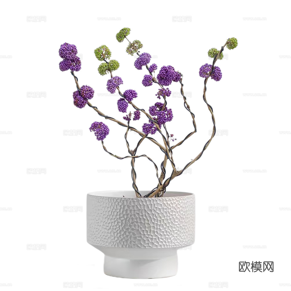 绿植 盆栽 紫珠下载