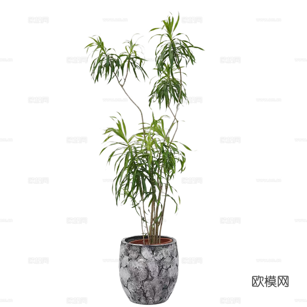 绿植 盆栽