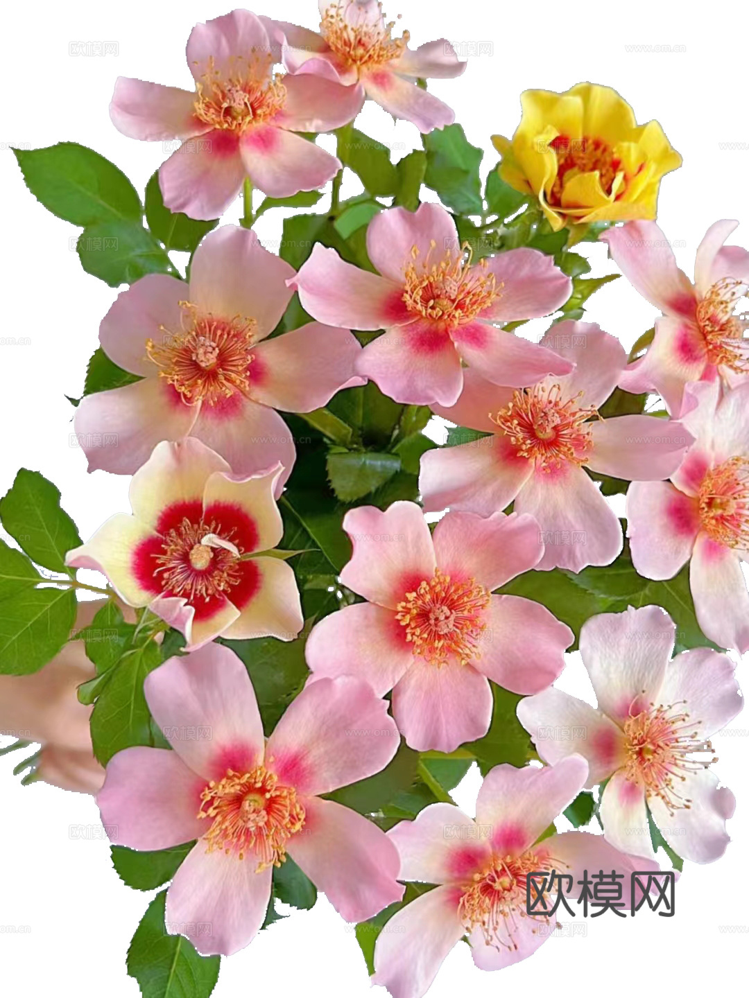 绿植 鲜花