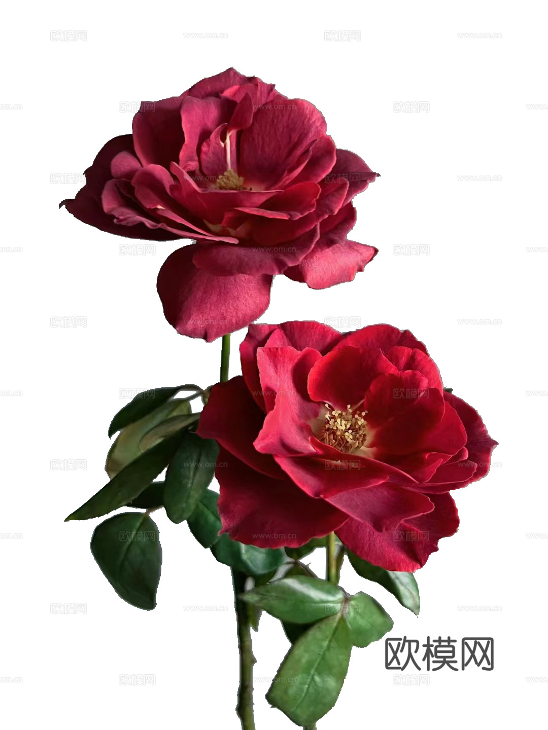 绿植 鲜花 玫瑰花