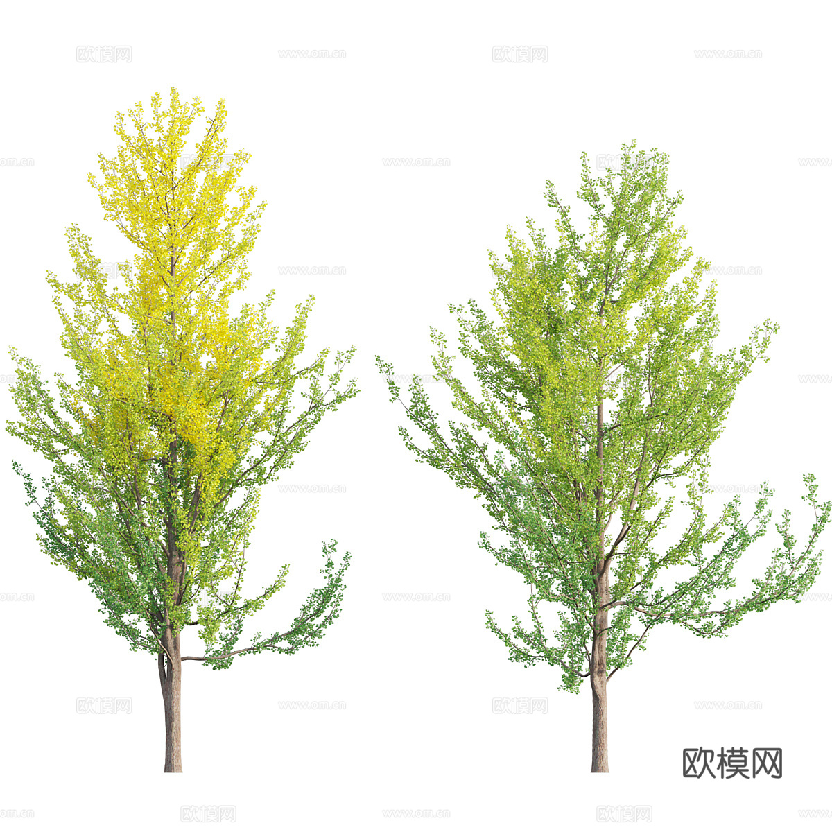 银杏树 银杏叶3d模型