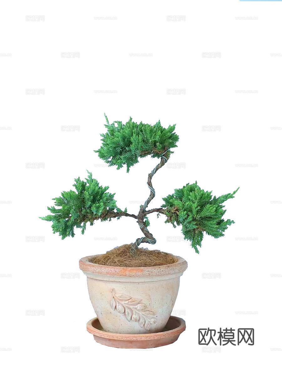 绿植 盆栽 松树