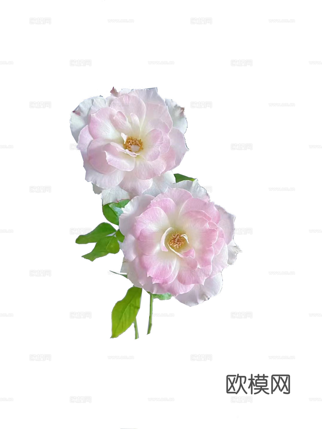绿植 鲜花