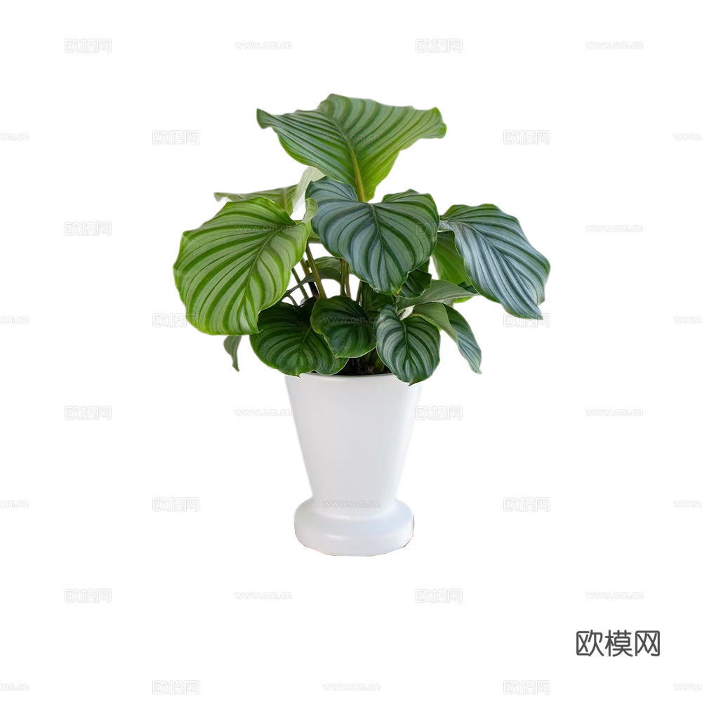 绿植 盆栽