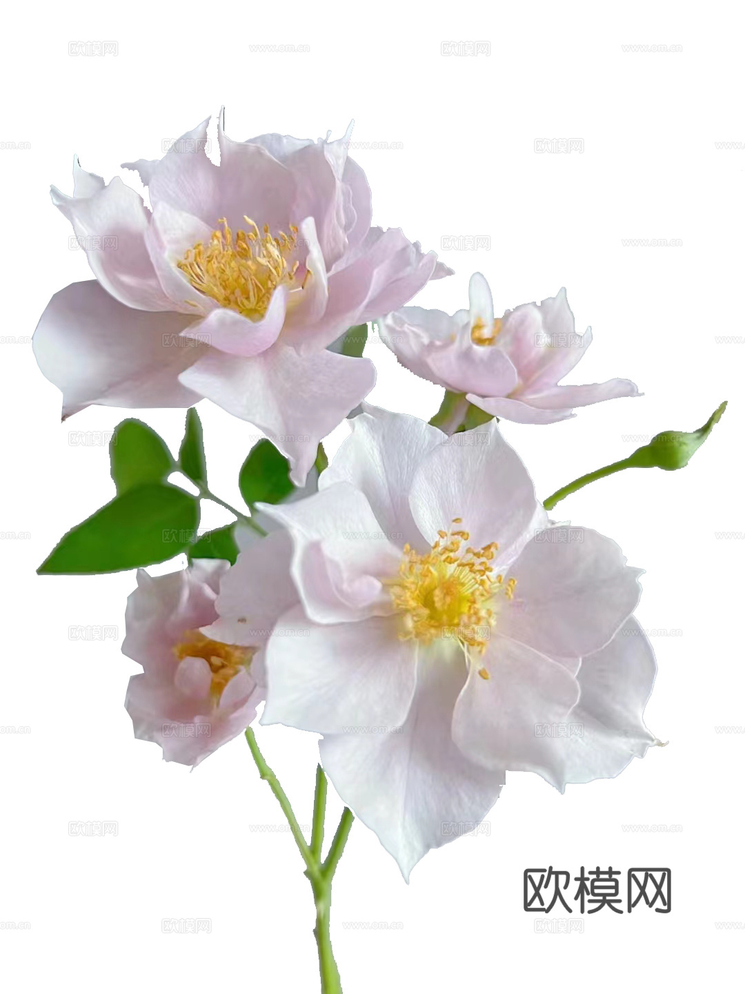 绿植 鲜花