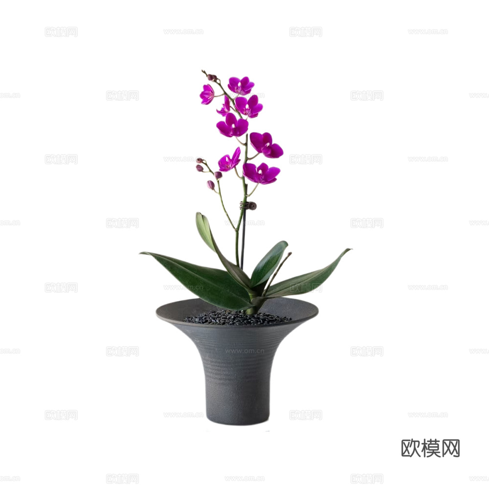 绿植 盆栽 蝴蝶兰