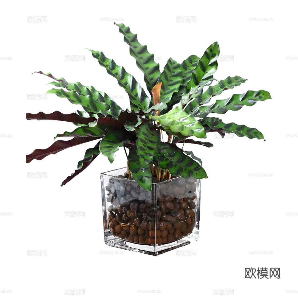 绿植 盆栽