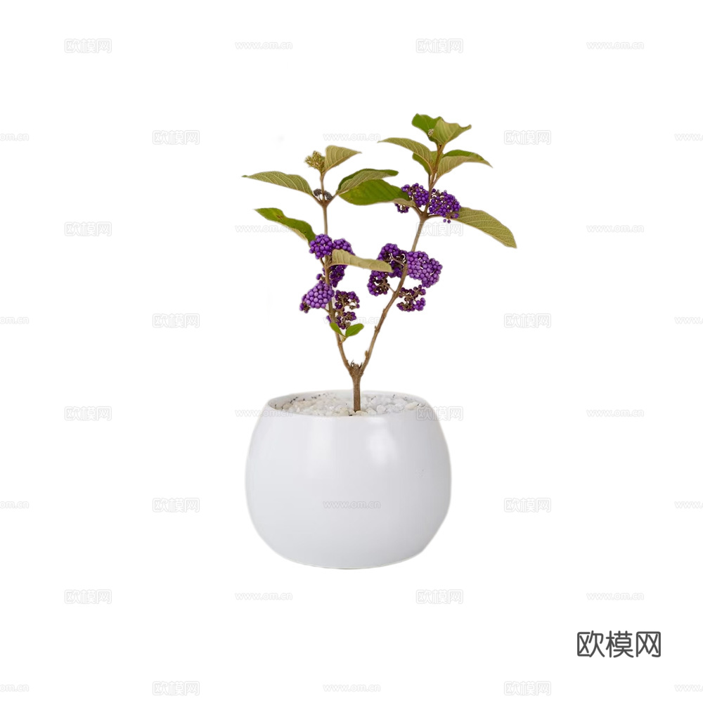 绿植 盆栽