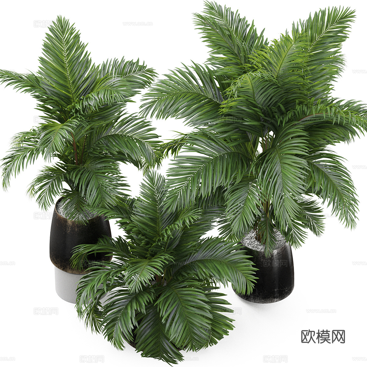 现代意式绿植盆栽 散尾葵3d模型