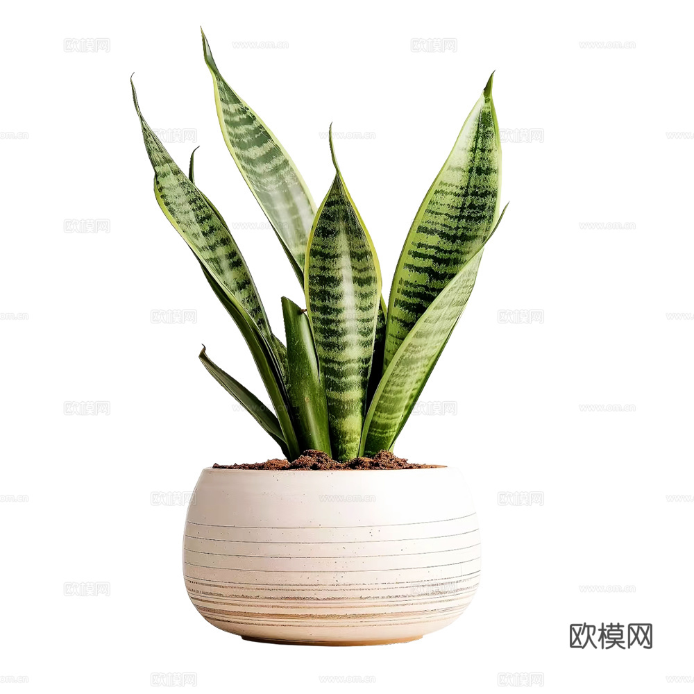 绿植 盆栽