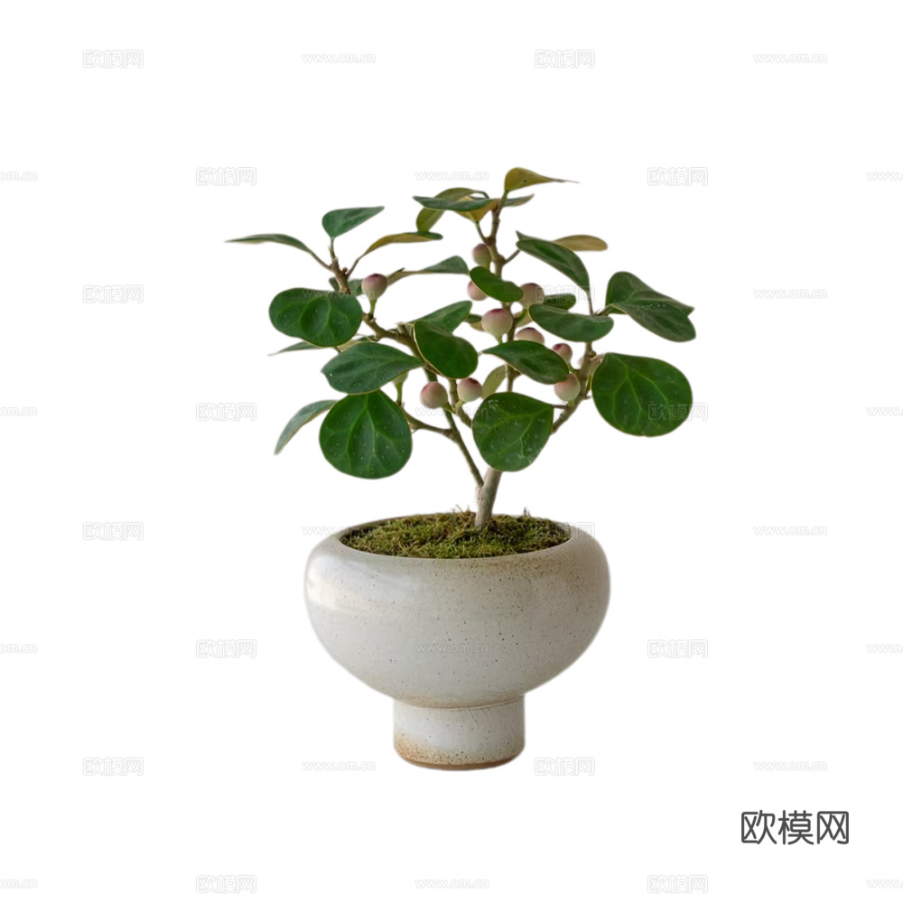 绿植 盆栽