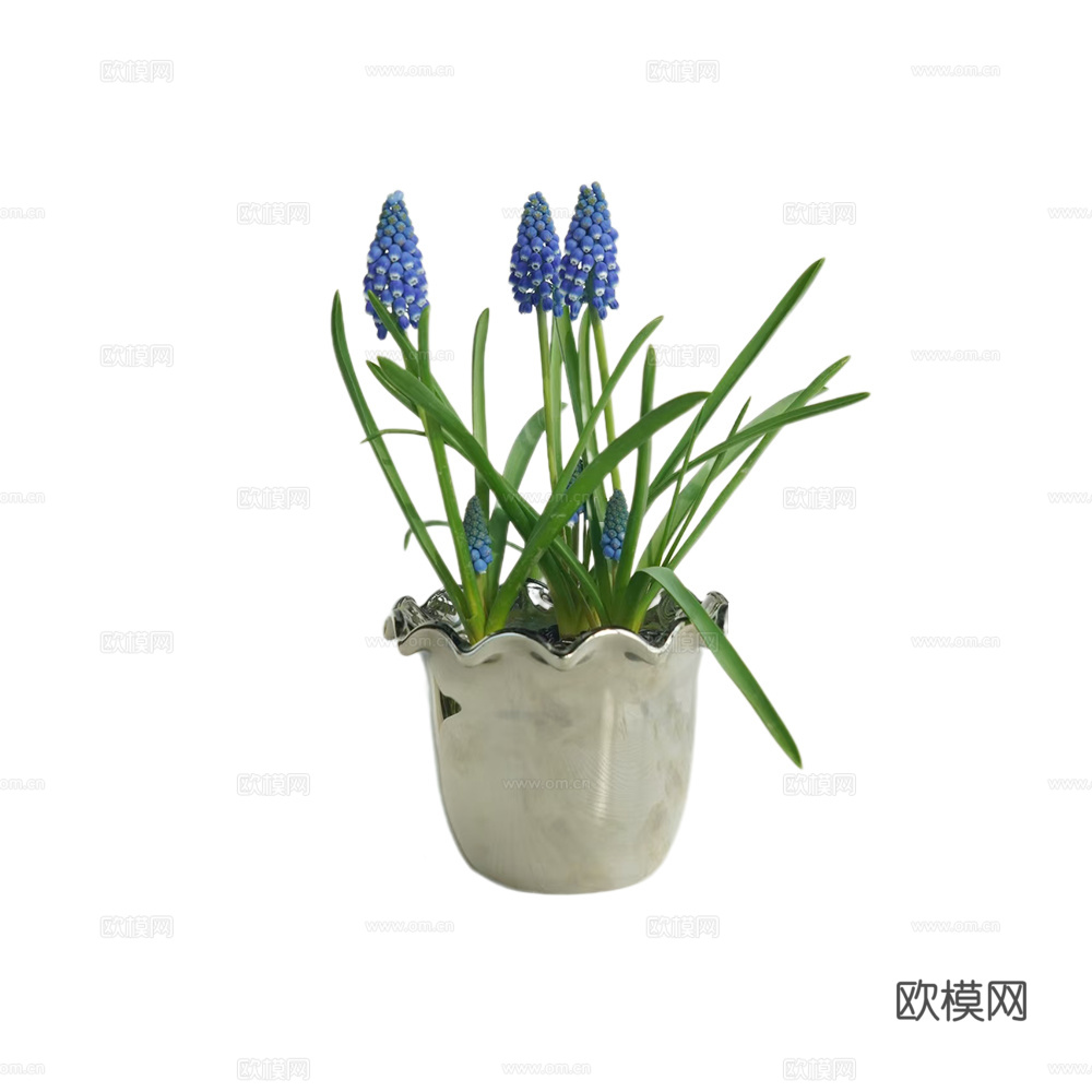 绿植 盆栽