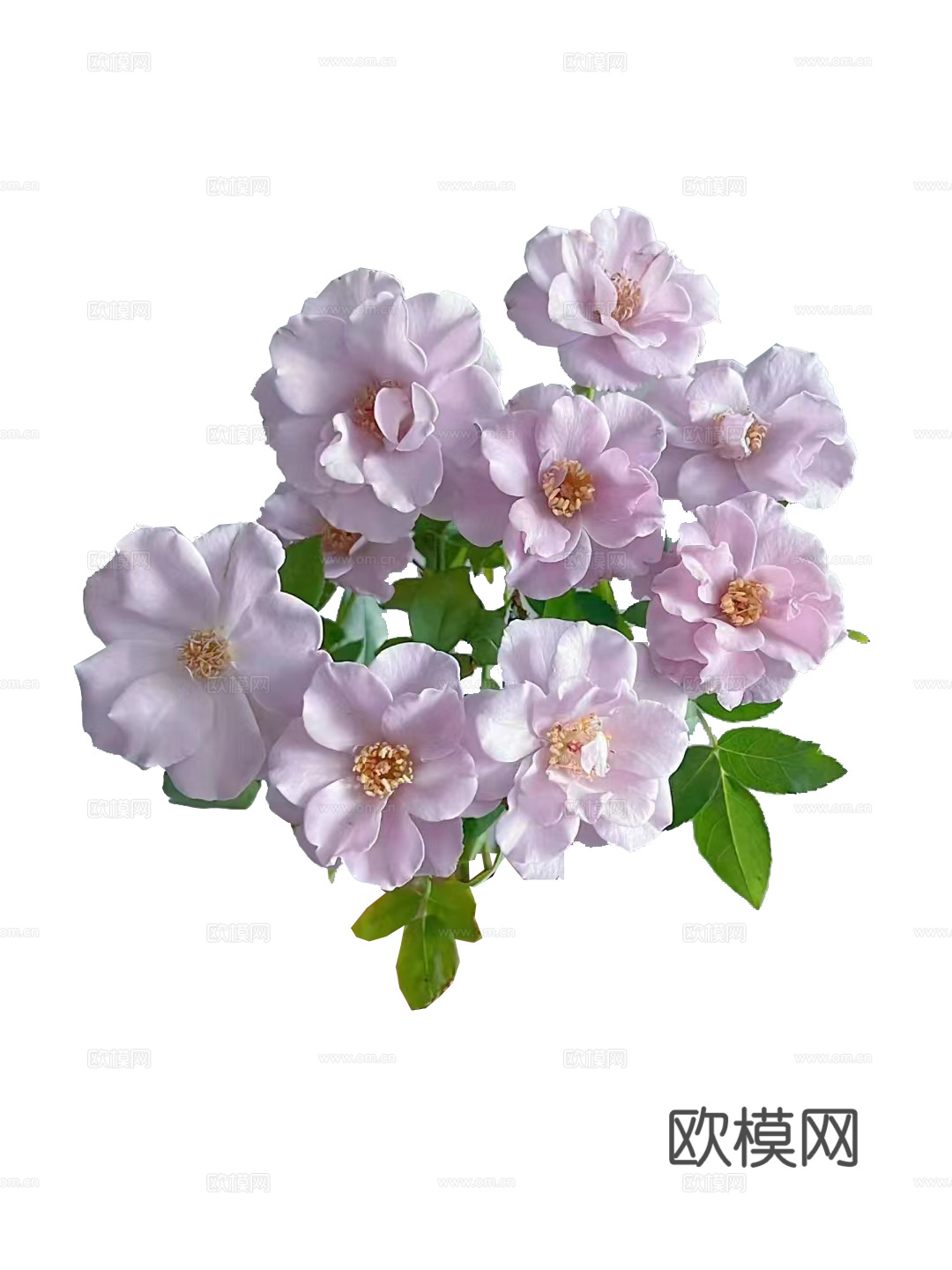 绿植 鲜花