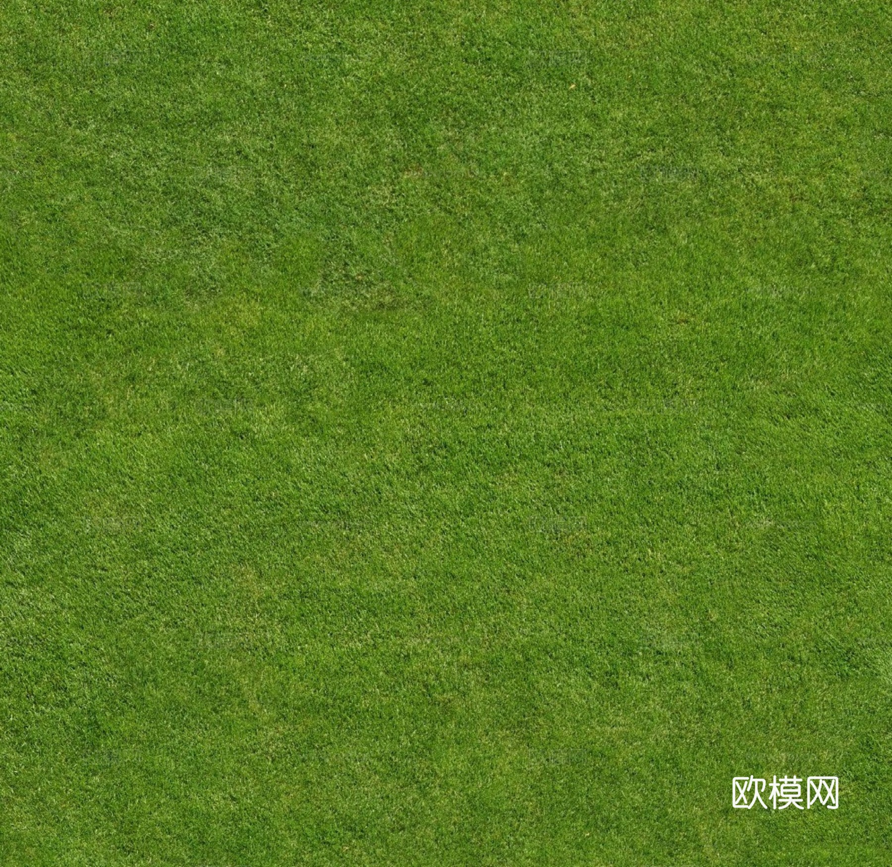 草地 草皮